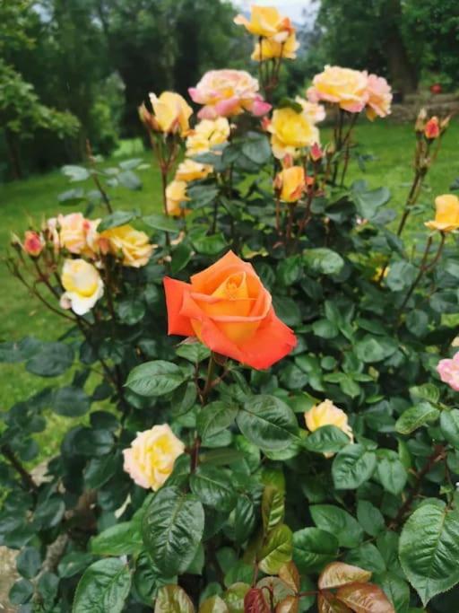 La Flor De Toranzo "Vive Los Valles Pasiegos" Prases 外观 照片